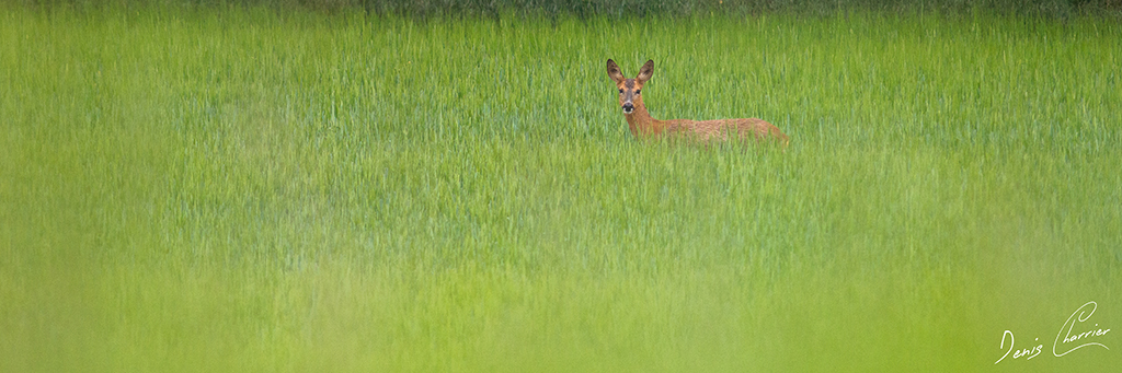 Chevrette en lisière de forêt